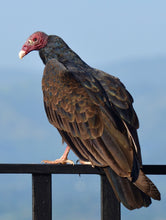 Load image into Gallery viewer, buzzard on a branch
