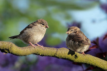 Load image into Gallery viewer, two nuthatches on a branch

